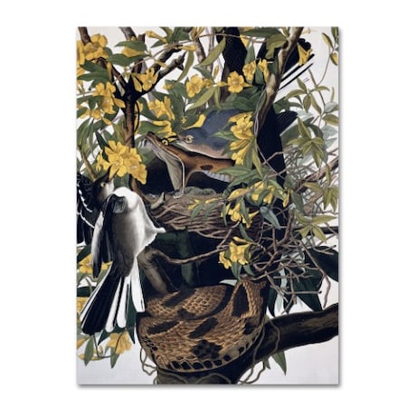 John James Audubon 'Mocking Birds And Snake' Canvas Art,24x32